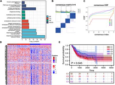 Comprehensive characterization of endoplasmic reticulum stress in bladder cancer revealing the association with tumor immune microenvironment and prognosis